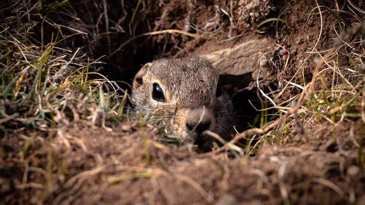 A gopher hiding in the grass.
